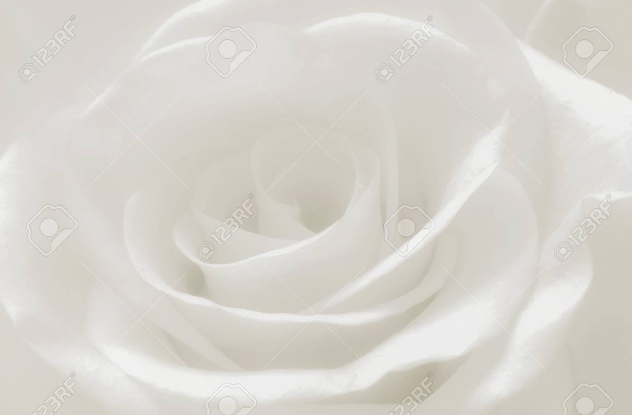 Detail White Rose White Background Nomer 17