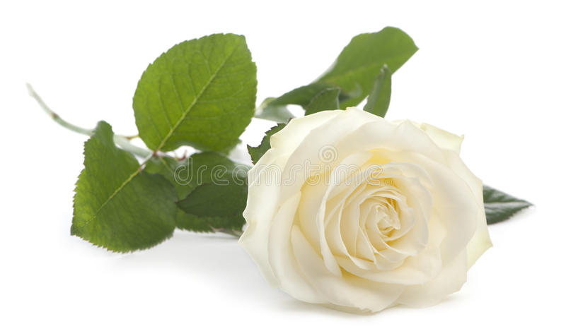 Detail White Rose White Background Nomer 19