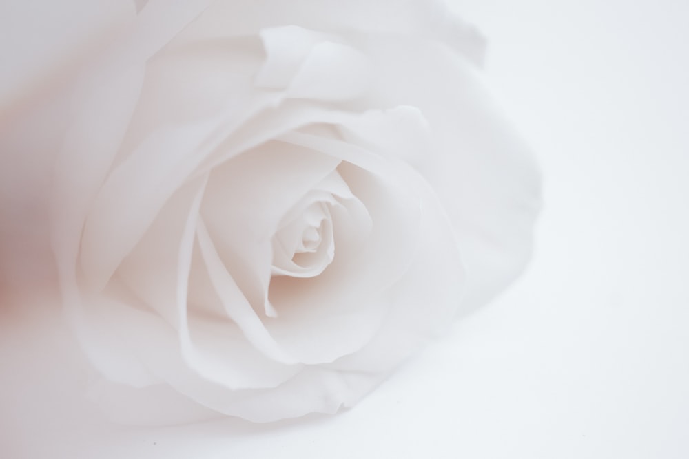 Detail White Rose White Background Nomer 3