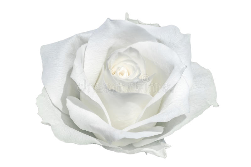 Detail White Rose White Background Nomer 23