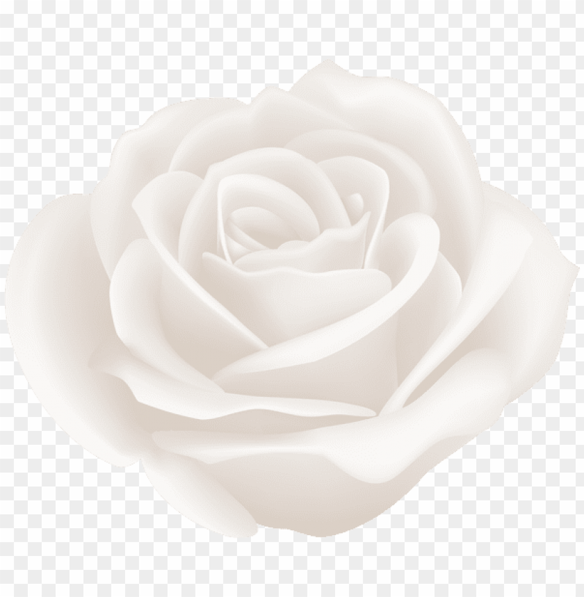 Detail White Rose White Background Nomer 28