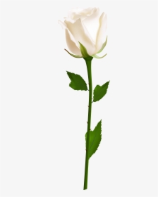 Detail White Rose White Background Nomer 31