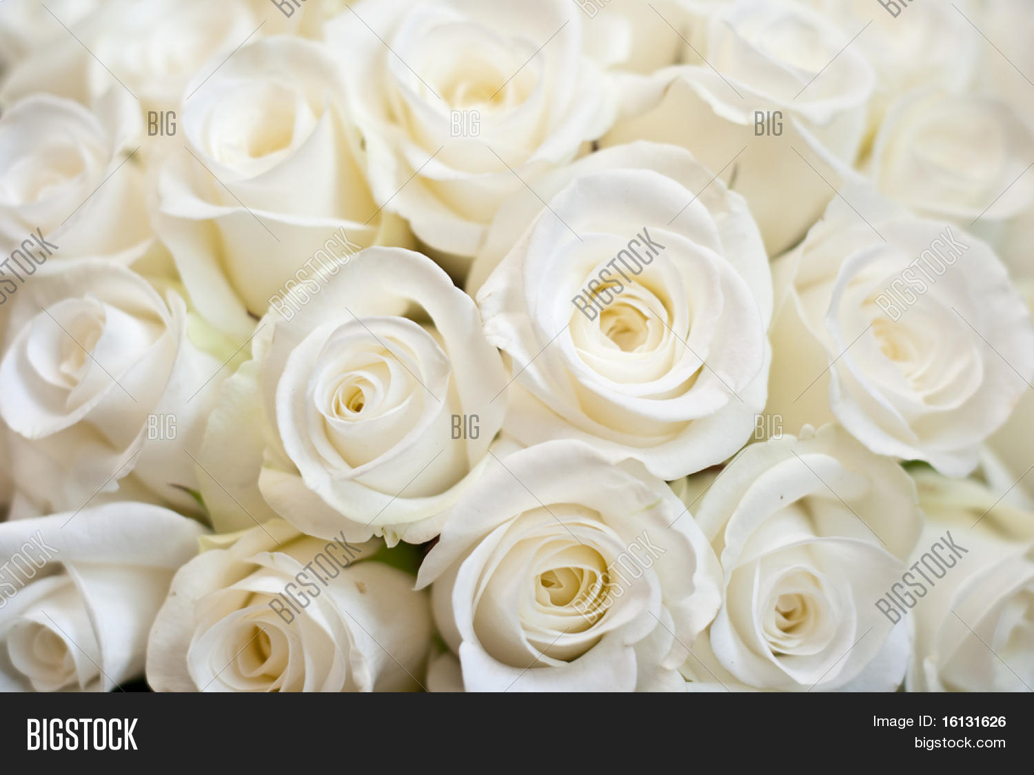 Detail White Rose White Background Nomer 33