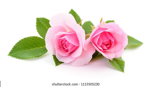 Detail White Rose White Background Nomer 34