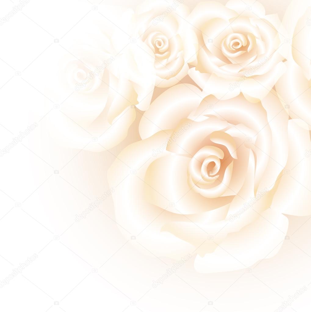Detail White Rose White Background Nomer 47