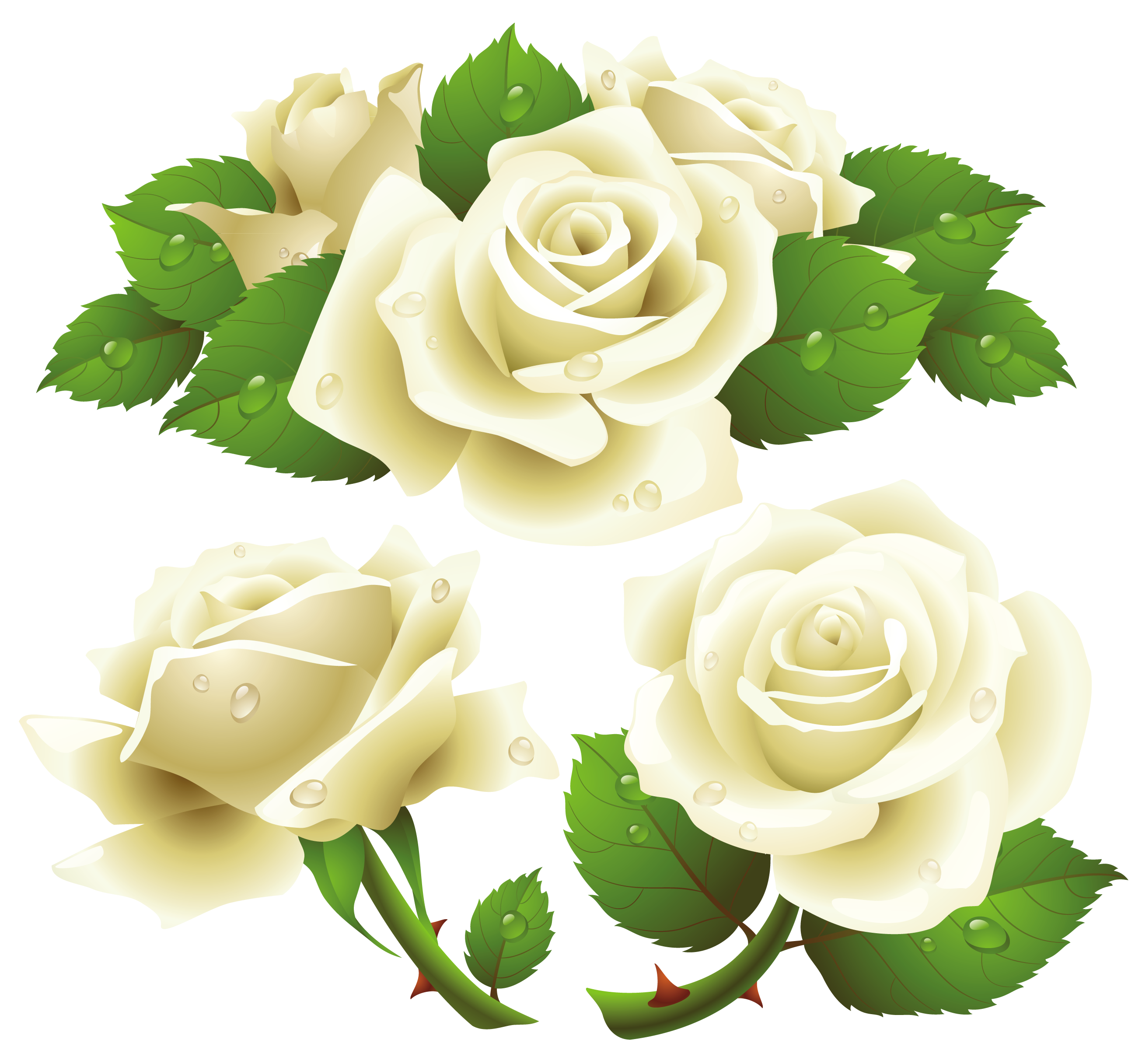 Detail White Rose White Background Nomer 49