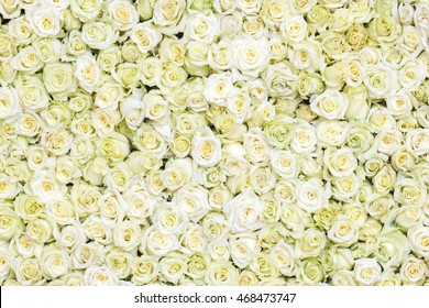 Detail White Roses Background Nomer 29