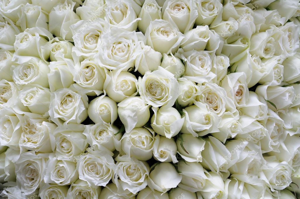 Detail White Roses Background Nomer 48