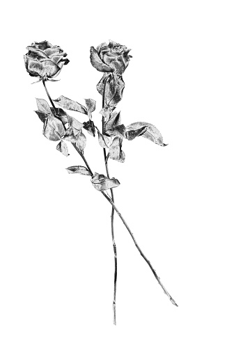 Detail White Roses Background Nomer 56