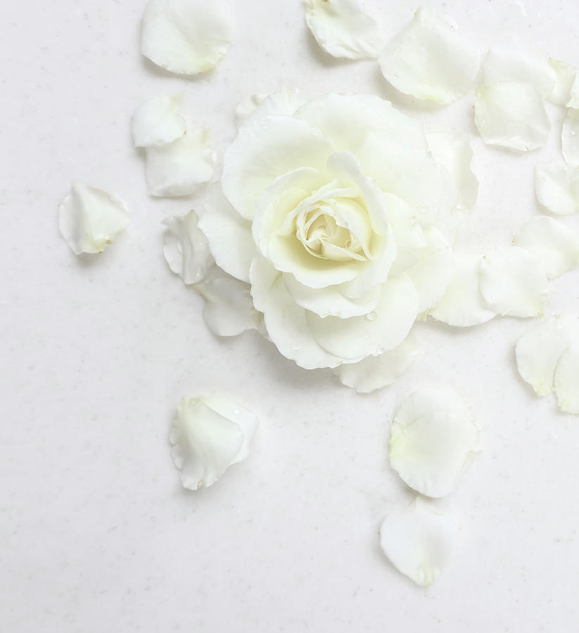 Detail White Roses Background Nomer 57