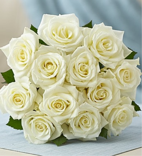 Detail White Roses Images Nomer 30