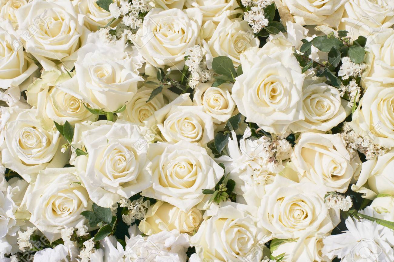 Detail White Roses Images Nomer 33