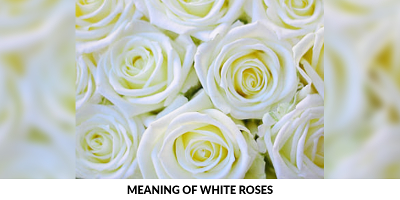 Detail White Roses Images Nomer 47