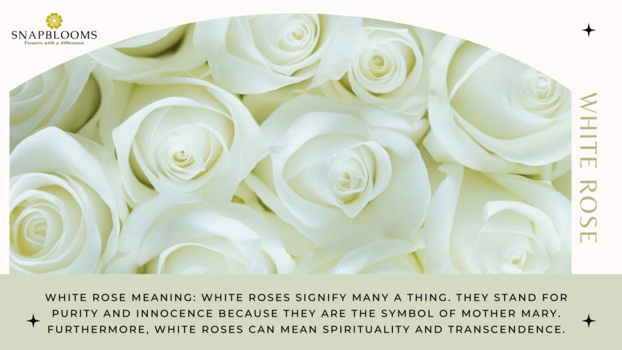 Detail White Roses Images Nomer 54