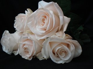 Detail White Roses Images Free Nomer 15