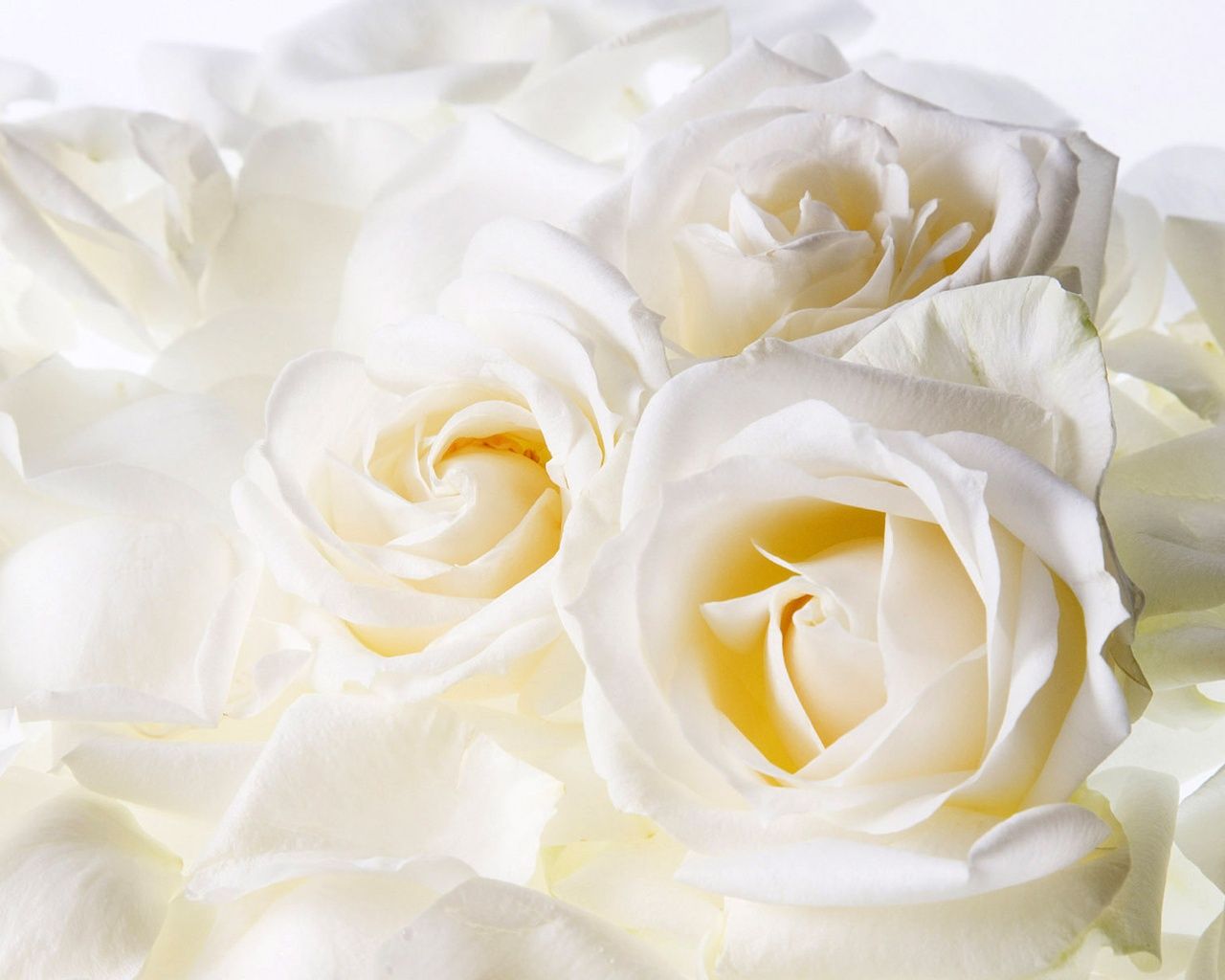 Detail White Roses Images Free Nomer 20