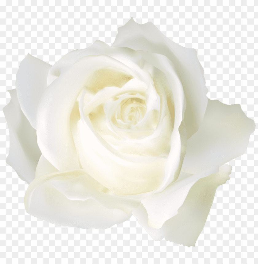 Detail White Roses Images Free Nomer 27
