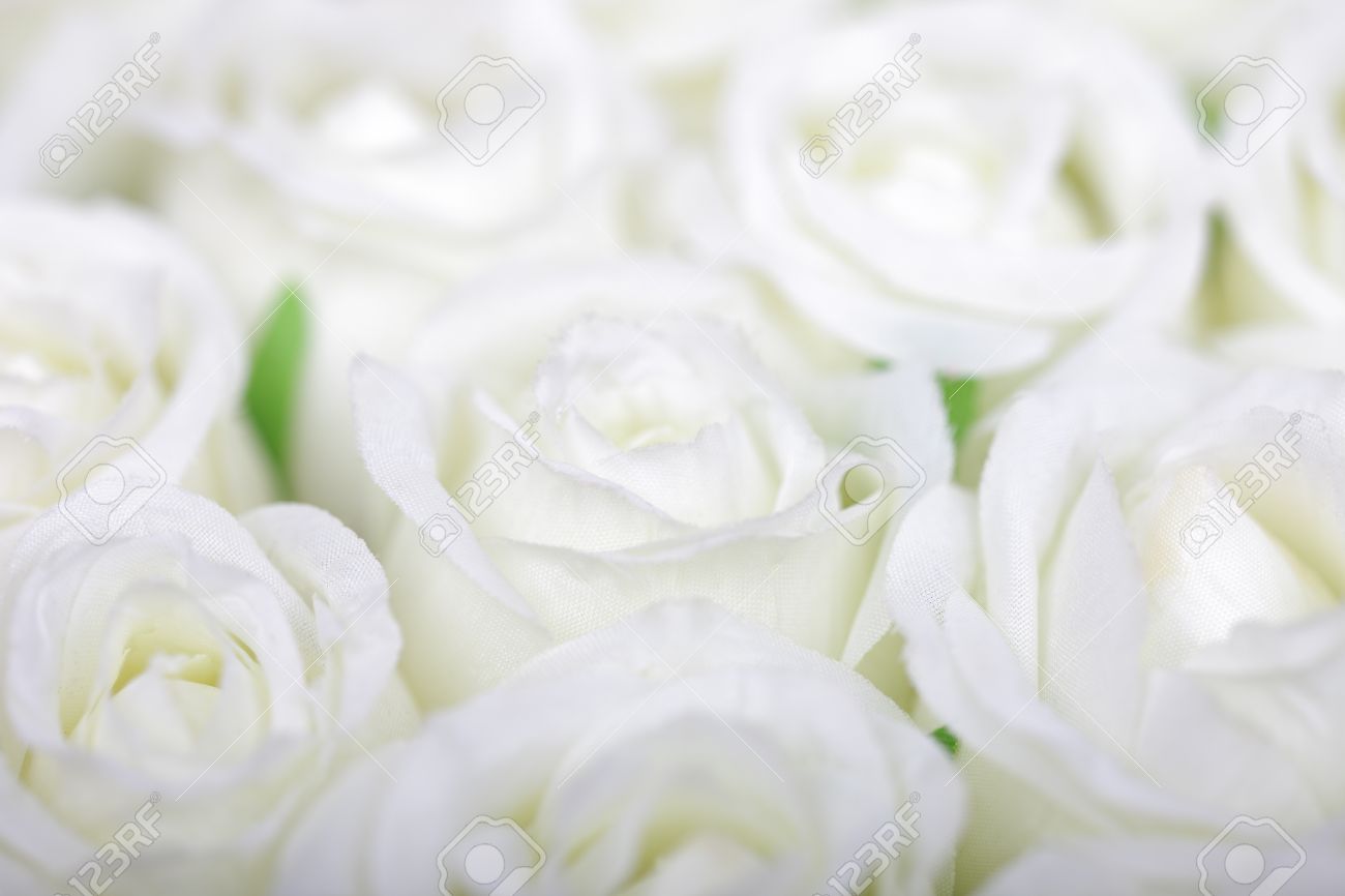 Detail White Roses Images Free Nomer 36