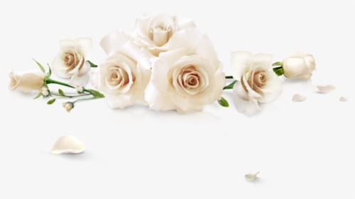 Detail White Roses Images Free Nomer 44