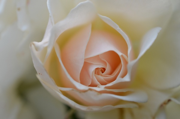 Detail White Roses Images Free Nomer 52