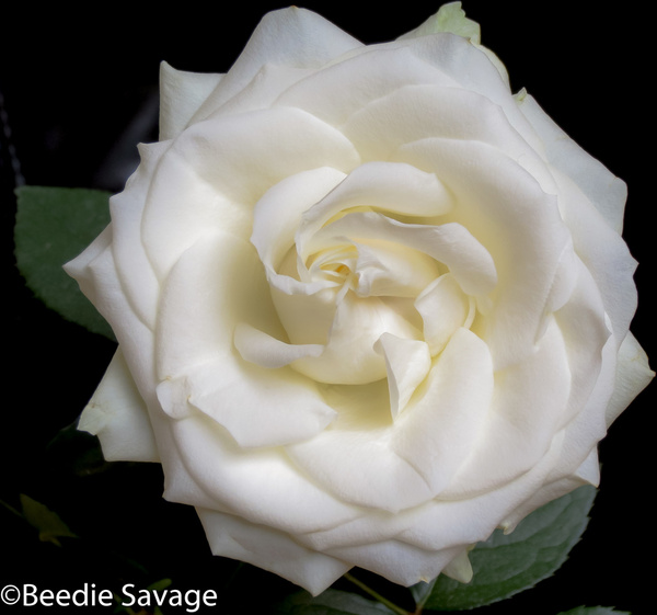 Detail White Roses Images Free Nomer 7