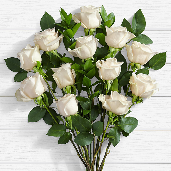 Detail White Roses Pictures Nomer 54