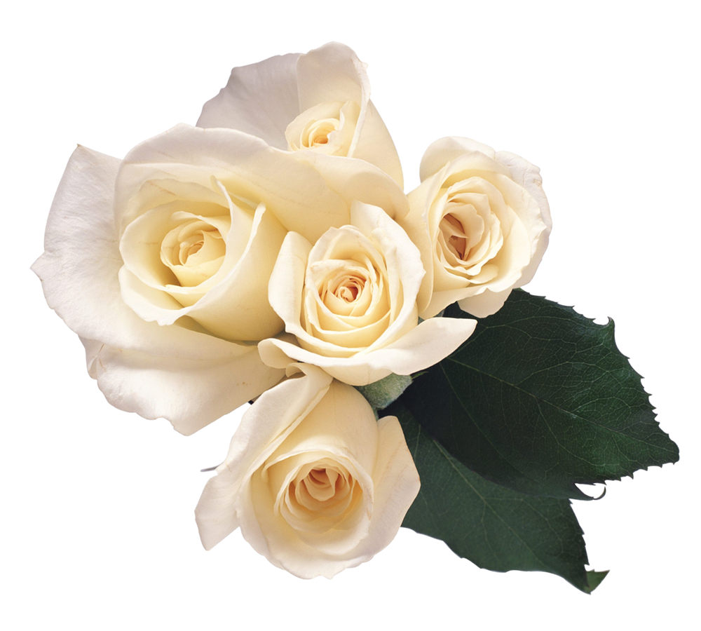 Detail White Roses Png Nomer 15