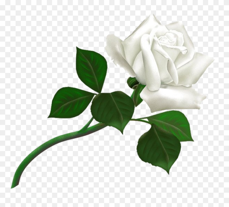 Detail White Roses Png Nomer 16