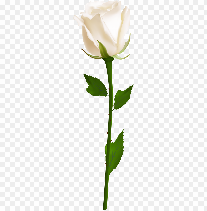 Detail White Roses Png Nomer 17