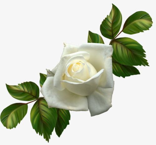 Detail White Roses Png Nomer 21