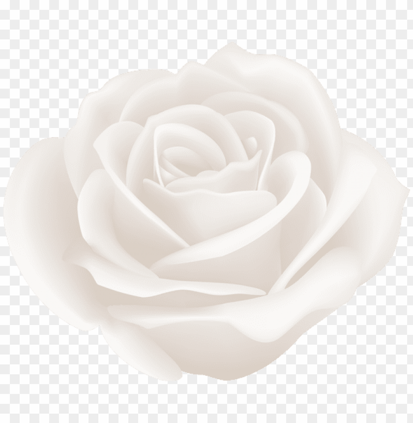 Detail White Roses Png Nomer 27