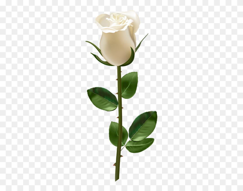 Detail White Roses Png Nomer 37