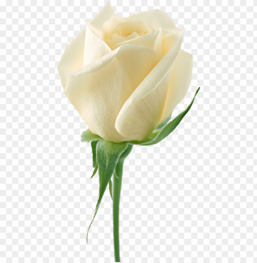 Detail White Roses Png Nomer 44