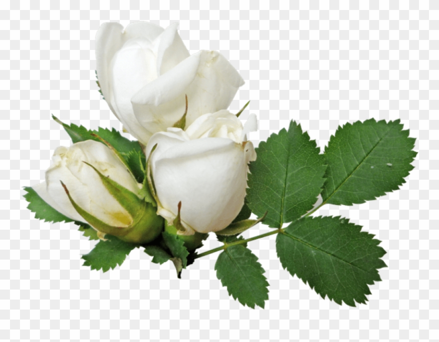 Detail White Roses Png Nomer 47