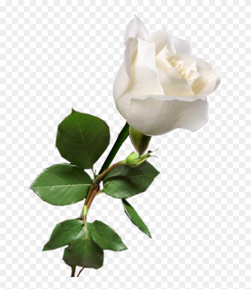 Detail White Roses Png Nomer 7