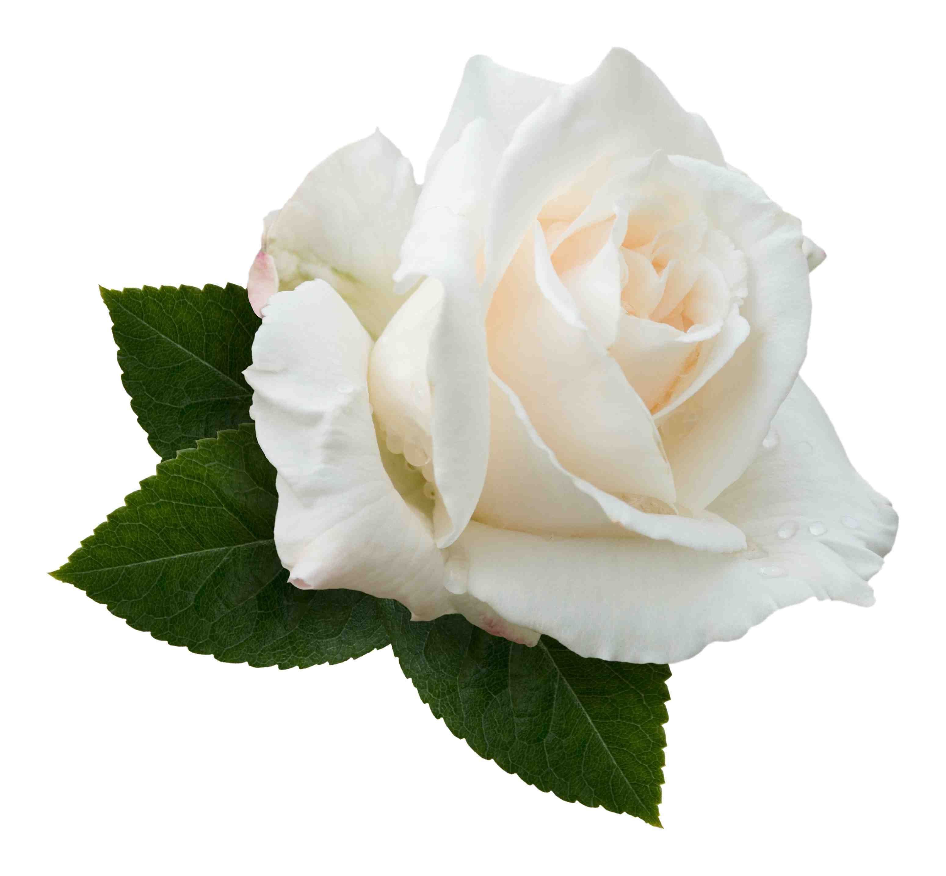 White Roses Transparent Background - KibrisPDR