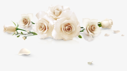 Detail White Roses Transparent Background Nomer 12