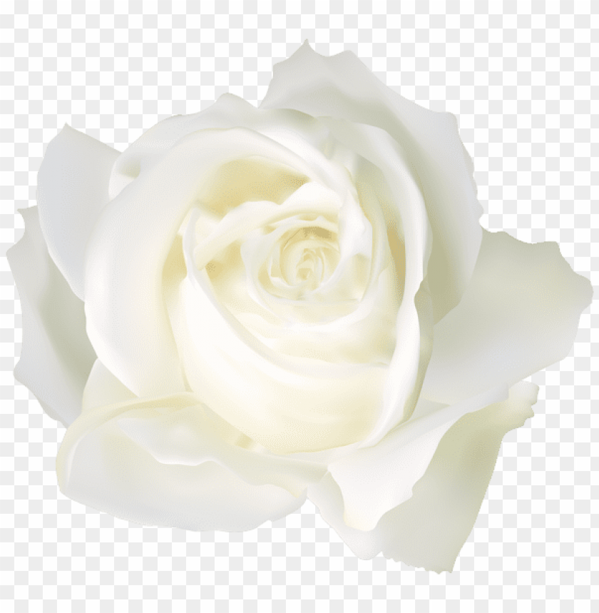 Detail White Roses Transparent Background Nomer 16