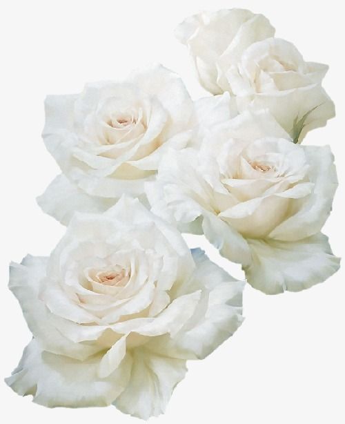 Detail White Roses Transparent Background Nomer 26