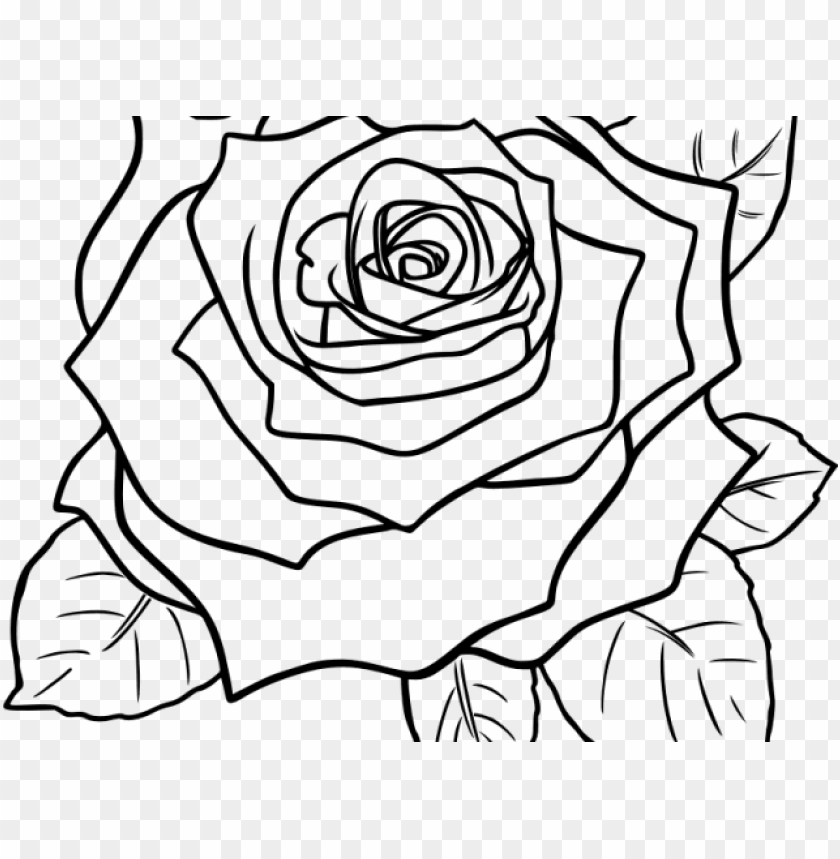 Detail White Roses Transparent Background Nomer 39