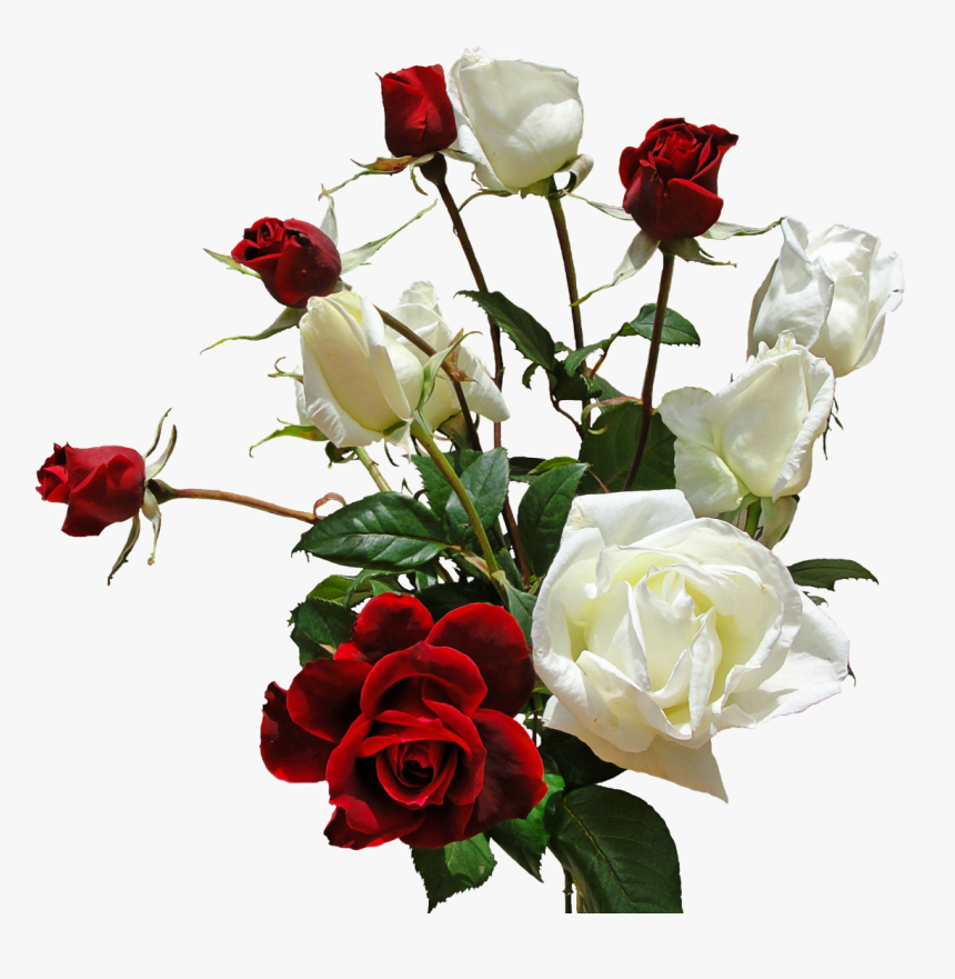 Detail White Roses Transparent Background Nomer 40