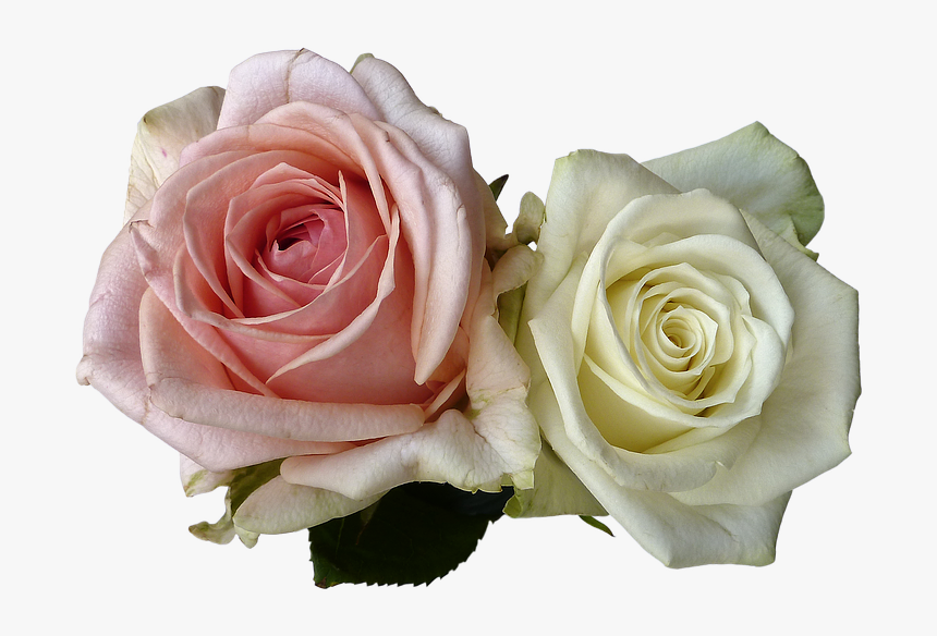 Detail White Roses Transparent Background Nomer 41