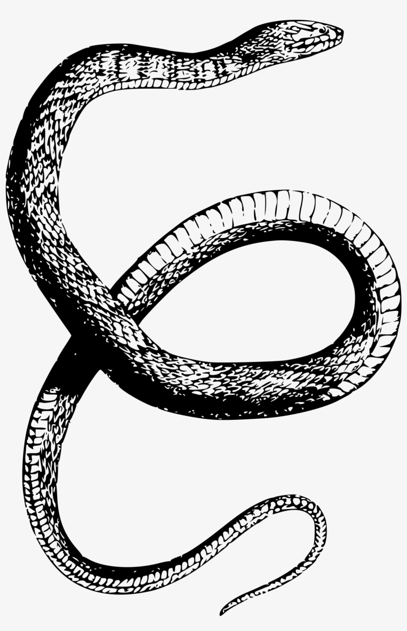Detail White Snake Png Nomer 32
