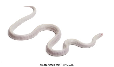 Detail White Snake Png Nomer 9