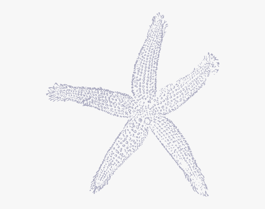 Detail White Starfish Png Nomer 10