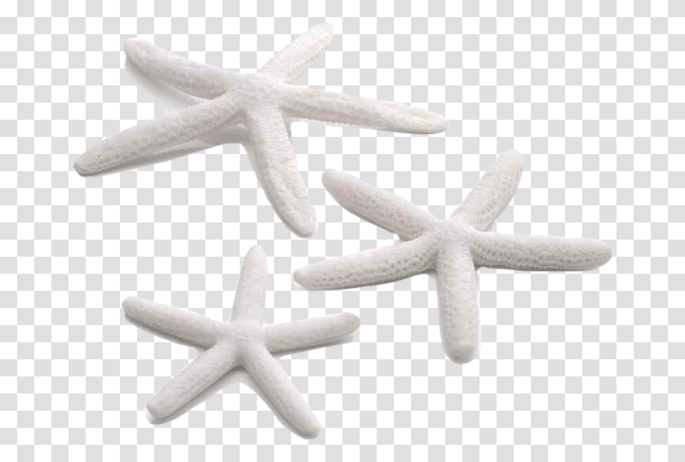 Detail White Starfish Png Nomer 18