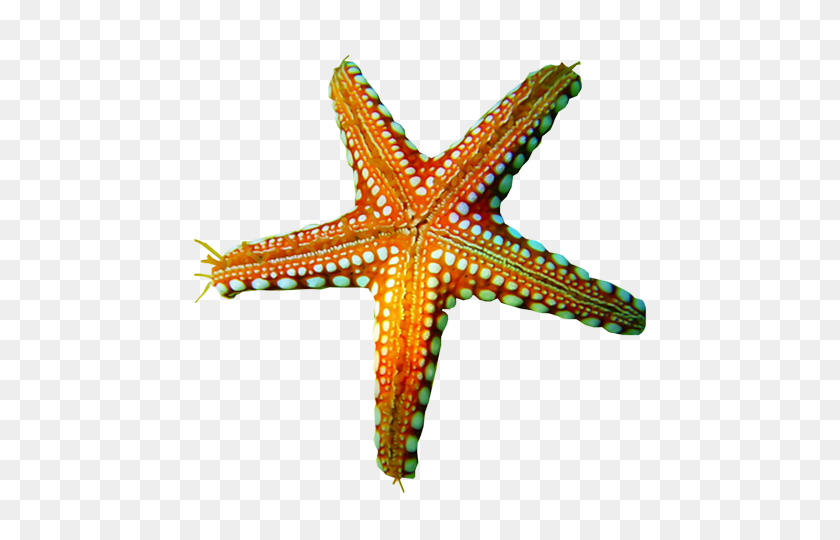 Detail White Starfish Png Nomer 37