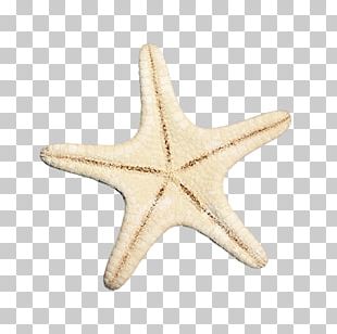 Detail White Starfish Png Nomer 38