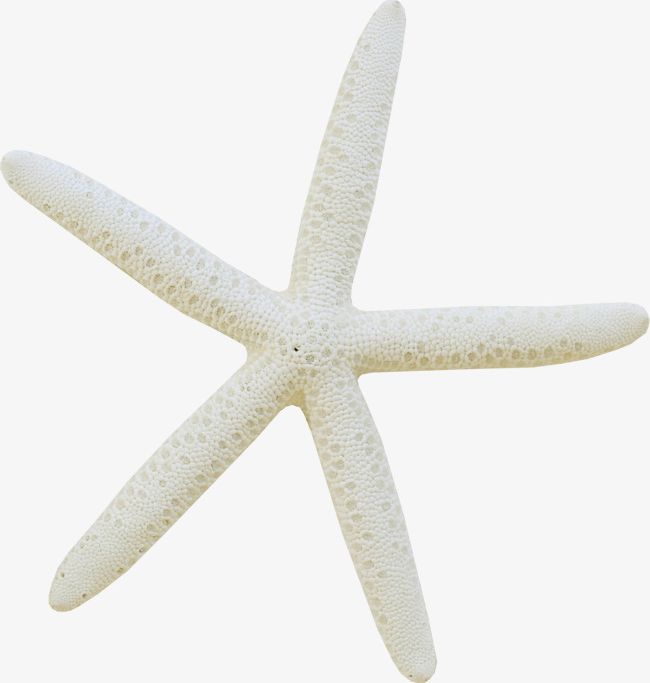 Detail White Starfish Png Nomer 5