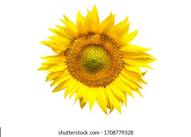 Detail White Sunflower Png Nomer 39